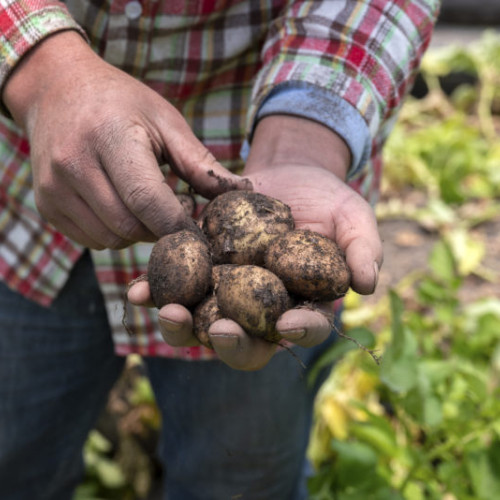 Peste 60% din fermierii din Mureș au solicitat subvenția pe suprafață înainte de termenul limită