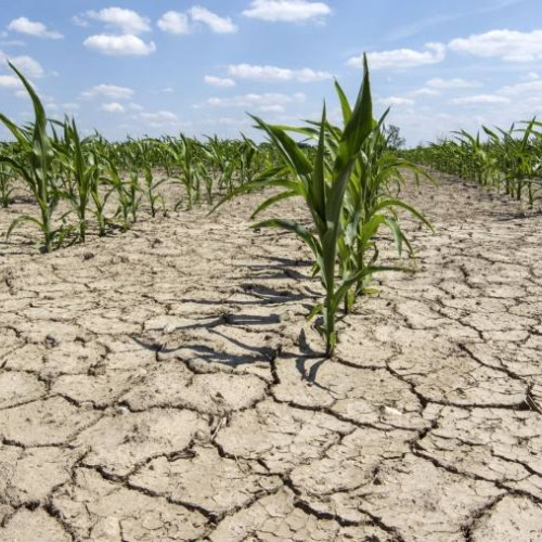 Anumite zone din România afectate de secetă în 2024, an agricol foarte bun în acest sit,Ministrul Agriculturii: "Vom aloca sumele necesare pentru despăgubiri".