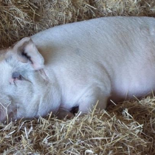 Un porc dintr-o gospodărie din Livezi a fost confirmat cu pestă porcină africană, autorităţile harghitene au luat măsuri urgente