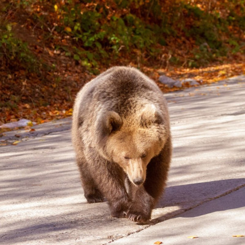 Creștere alarmantă a numărului de urși în vecinătatea așezărilor din Harghita: Autoritățile trag un semnal de alarmă prin intermediul sistemului Ro-Alert
