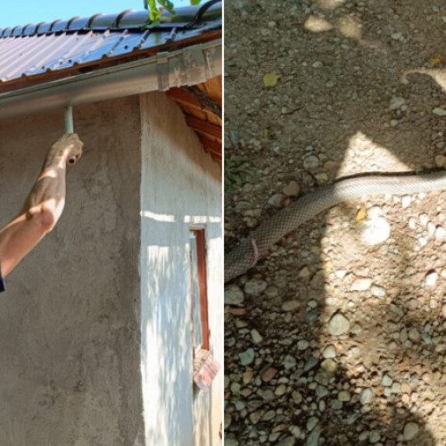Șarpe lung de 1,5 metri, scos de jandarmi din casa unei familii din Olt