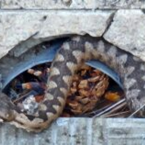 Jandarmii capturează un șarpe uriaș în Parcul Unirii din Simeria, eliberat în sălbăticie după intervenția rapidă