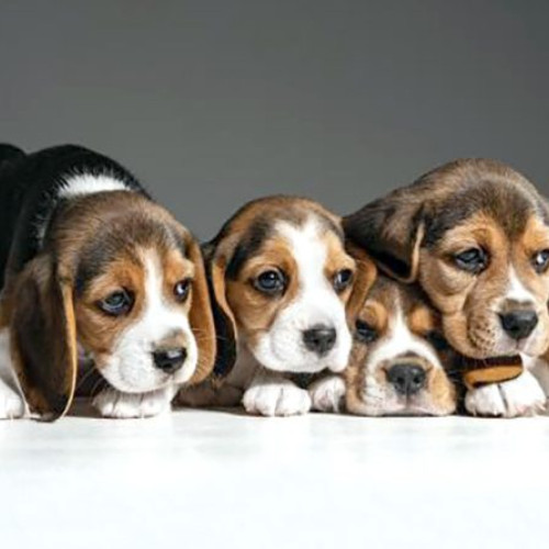 Adopția unui câine de la Serviciul Județean pentru Ocro­tirea Animalelor fără Stăpân - Ce trebuie să știi?