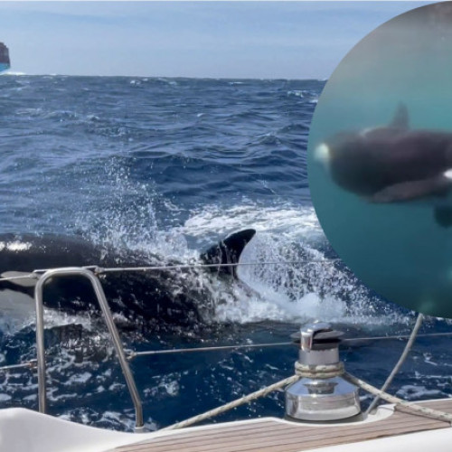 De ce atacă balenele ucigașe tot mai multe bărci în apele din jurul Spaniei. Cercetătorii spun că au rezolvat misterul