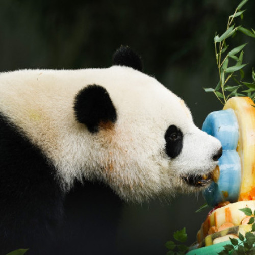 China trimite la Washington doi urși panda pentru a îmbunătăți relațiile cu SUA