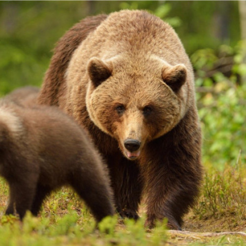 „A fost cea mai violentă experiență din viața mea”: Momentele de groază prin care a trecut un veteran de război atacat de urs