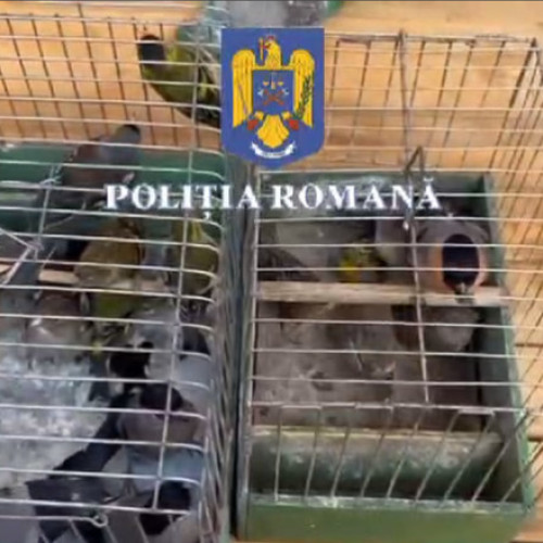 Bărbat din Ilfov investigat pentru deținerea ilegală a 136 de păsări protejate