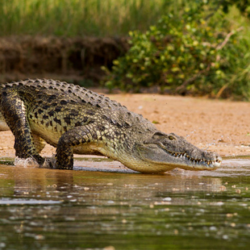 Femeie dată dispărută în Texas, rămășițele găsite în gura unui aligator