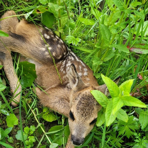 Covasna: Căprioară și bufniță rănite, salvate de angajații Drumurilor Naționale