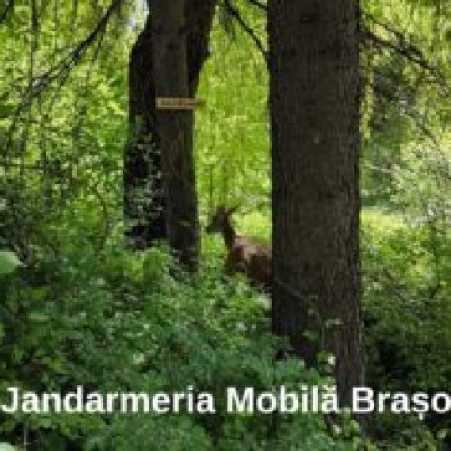 Jandarmii au ajutat o căprioară să nască în siguranță pe marginea unui drum din Brașov