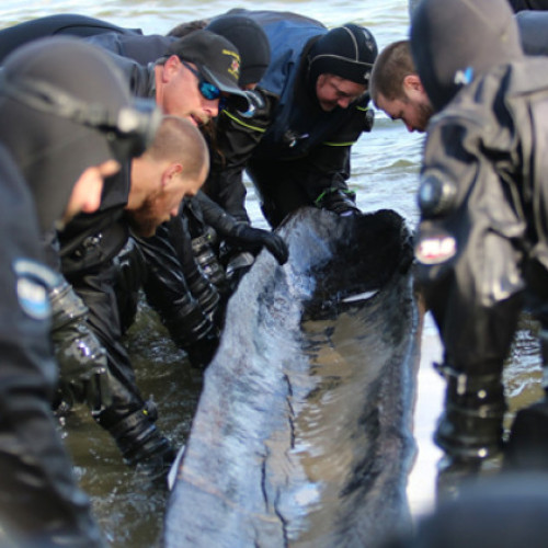 Comoară de acum 4.500 de ani, găsită pe fundul unui lac. Cercetătorii sunt uimiți și cred că nu e singura