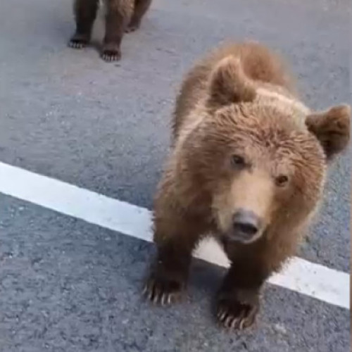 Gest inconștient pe Transfăgărășan. Ce a pățit un șofer care a chemat un urs să vină spre el (VIDEO)