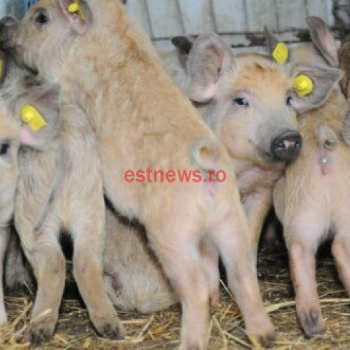 Termen nou pentru cererile în Programul de susținere a crescătorilor de porci