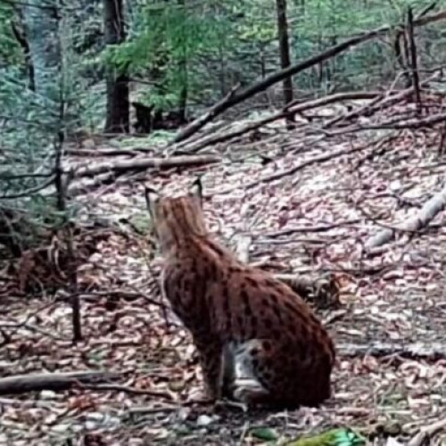 Camera de monitorizare surprinde imagine rară în Munții Vrancei