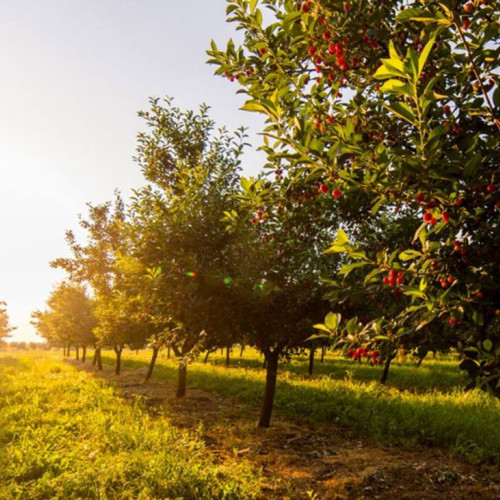 Vreme Însorită în Muntenia în Luna Iunie