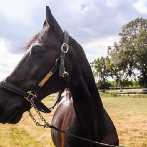 Doi italieni au fost reținuți pentru că au vândut ilegal sperma legendarului cal de curse Varenne