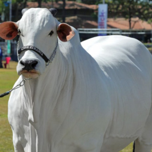 Vacă păzită cu gărzi înarmate și camere de supraveghere pentru protecție maximă