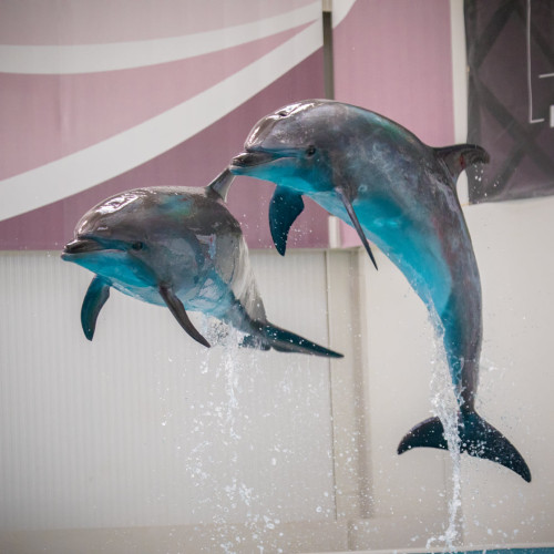 Biletele pentru CMSN (Delfinariu, Planetariu, Microrezervație, Echitație) sunt disponibile la un preț accesibil.