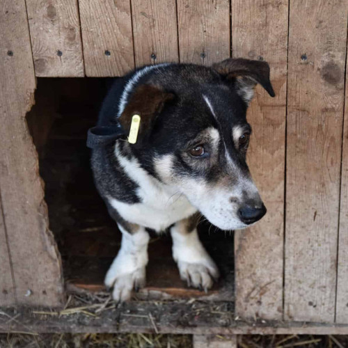 Primăria Sebeș subvenționează sterilizarea câinilor de rasă comună