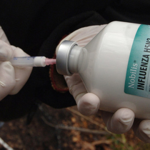 Decesul din Mexic nu poate fi atribuit gripei aviare H5N2