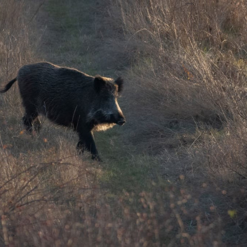 Bărbat din Alba, prins cu un mistreț împușcat în mașină