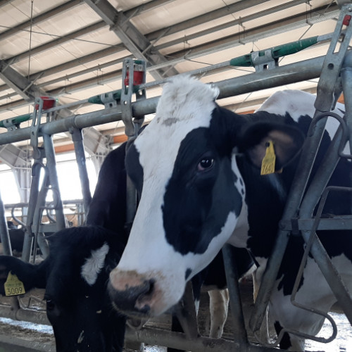 Fermierii Obligați să Asigure Bunăstarea Animalelor în Perioadele Caniculare