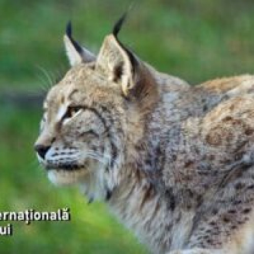 Gradina Zoologica Brasov sarbatoreste "Ziua Internationala a Rasului"