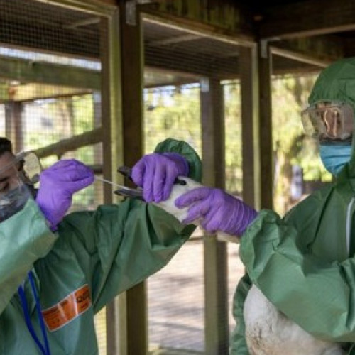 UE va asigura peste 40 milioane de doze de vaccin contra gripei aviare