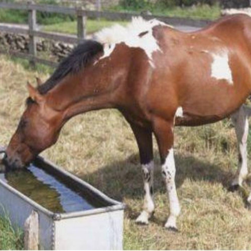 Reguli pentru protecția animalelor pe timp de caniculă