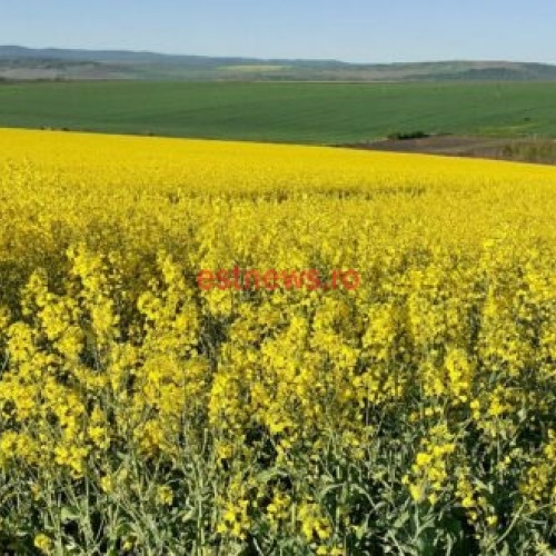 Termenul pentru depunerea cererilor de plată la APIA a fost prelungit