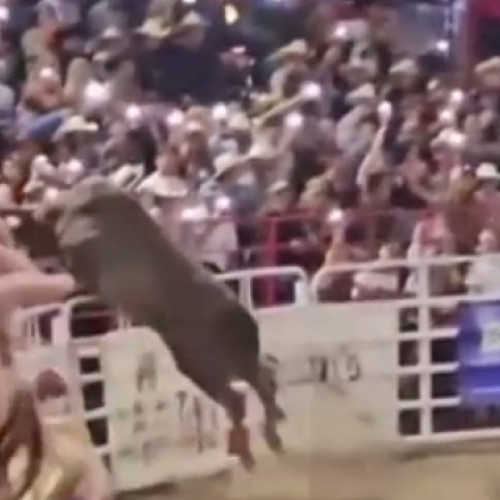 Taur scăpat din arenă rănește cinci persoane la un rodeo din Statele Unite