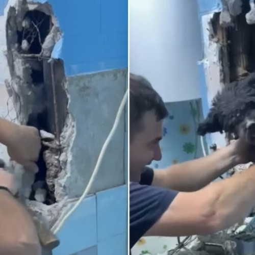 Un câine salvat de pompieri din peretele unui bloc din Vulcan