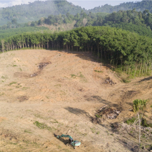 Cinci bănci mari finanțează distrugerea junglei amazoniene