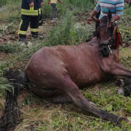 Salvatorii au intervenit pentru a salva un cal căzut în pârâu