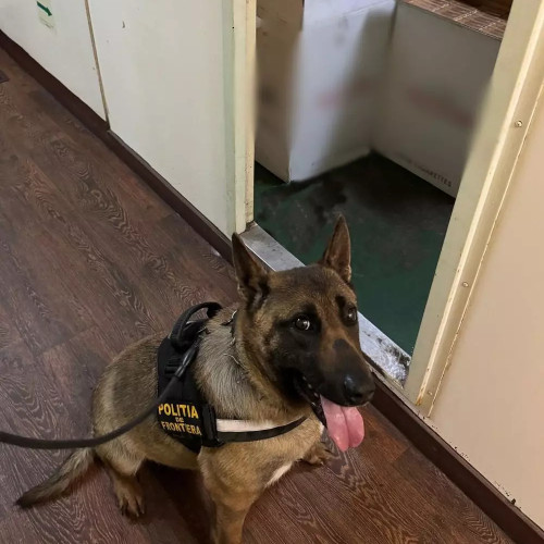 490 pachete de țigări, confiscate la bordul unei nave sosite din Turcia