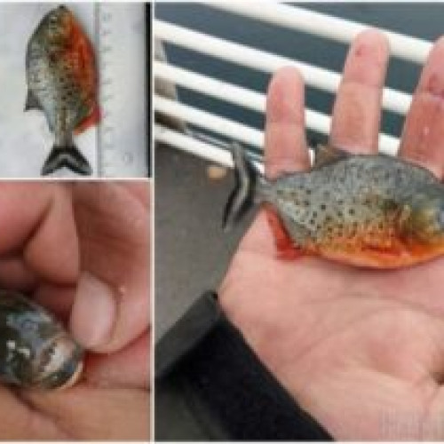 Peștele vegetarian Sauron descoperit în Amazonul brazilian