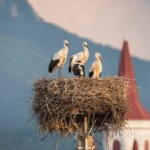 Recensământ Internațional al Berzelor Albe în România