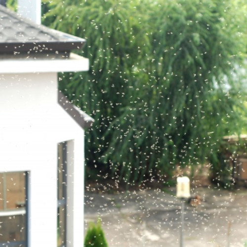 Dezinsecție nocturnă la Târgu Mureș