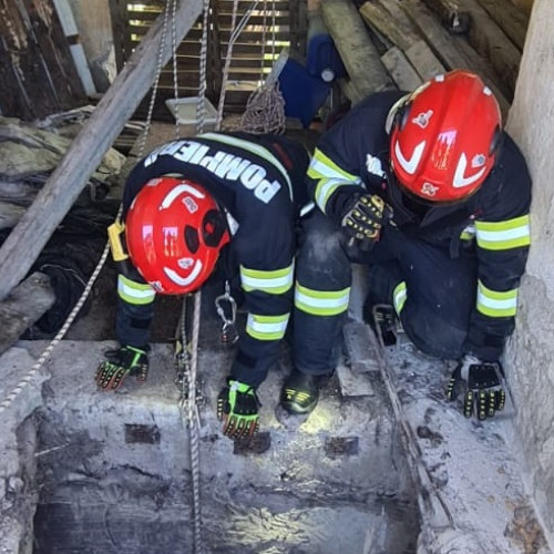 Pompierii din Alba Iulia Salvează un Câine Căzut într-un Bazine