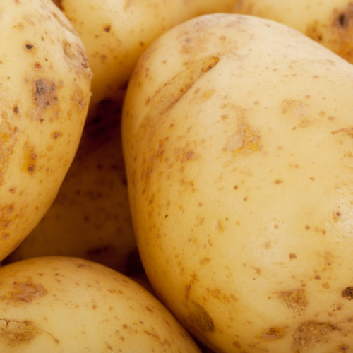 Producătorii de cartofi din Harghita sfătuiți să prevină mana