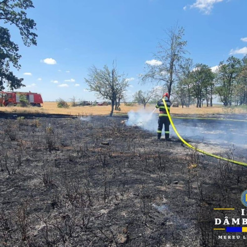 Incendiu de vegetație uscată în Fierbinți
