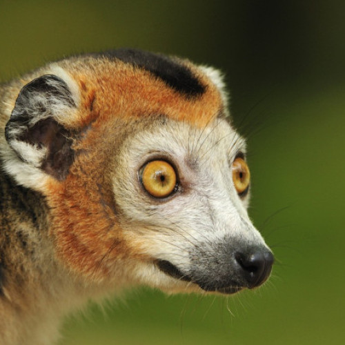 Un tânăr de 18 ani a fost reținut pentru furtul unui lemur din Grădina Zoologică Călărași