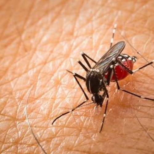 Primul caz de febră Oropouche în Europa, diagnosticat în Italia