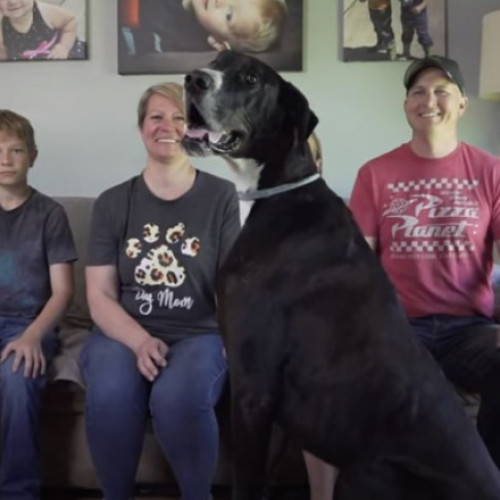 Kevin, cel mai înalt câine din lume