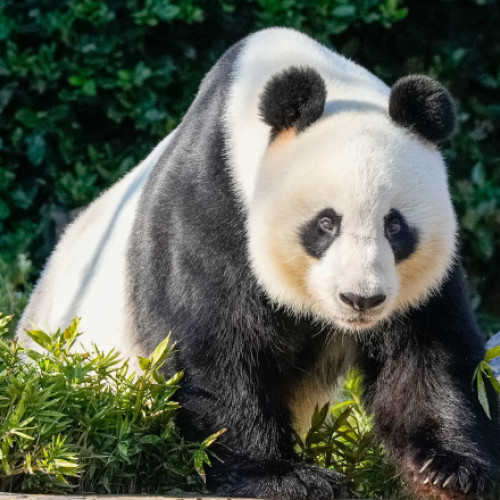 China trimite doi noi urși panda în Australia