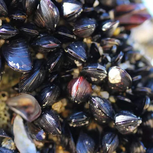 Scoicile și rapanele din Marea Neagră sunt sigure pentru consum