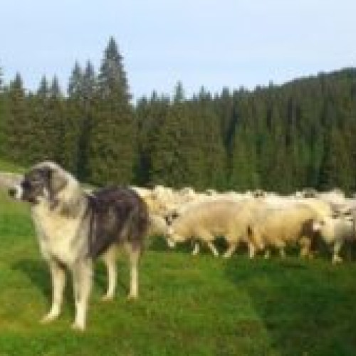 Salvamont Brașov avertizează turiștii asupra pericolului câinilor agresivi