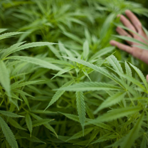 Extinderea experimentului olandez de legalizare a canabisului în opt noi orașe