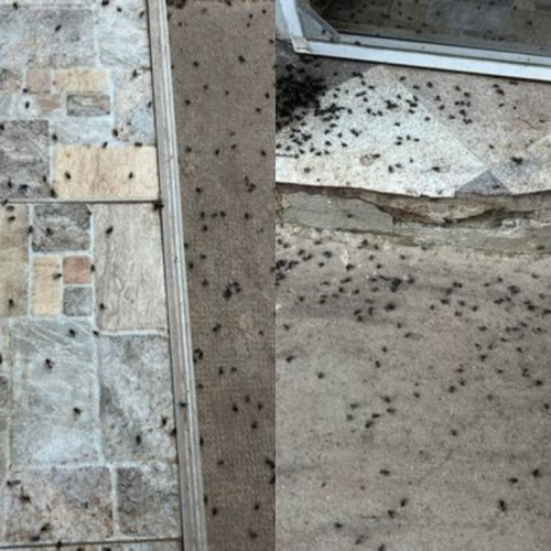 "Invazie" de muște într-un sat din Alba