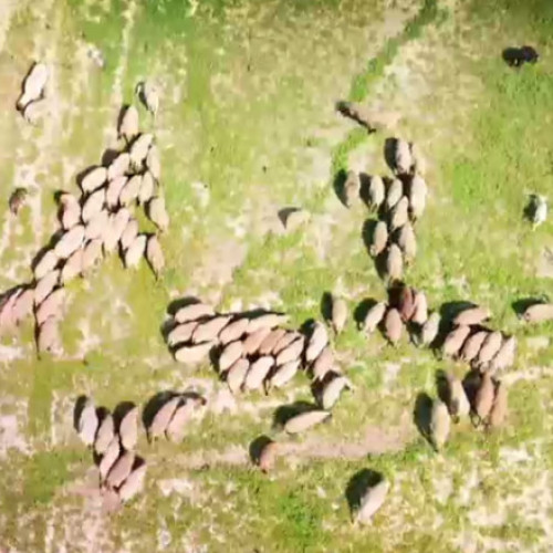 Video Imagini dezolante în Călărași: Una din cele mai mari bălți de pescuit din țară seacă. „Acolo creșteau pești, acum pasc oile”